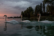 Fauna Westlicher Bodensee Fauna Westlicher Bodensee