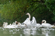 Fauna Westlicher Bodensee