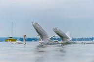 Fauna Westlicher Bodensee
