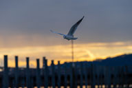 Fauna Westlicher Bodensee