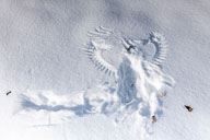 Fauna Westlicher Bodensee