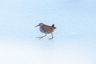 Fauna Westlicher Bodensee