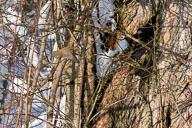 Fauna Westlicher Bodensee