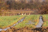 Fauna Westlicher Bodensee