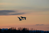 Fauna Westlicher Bodensee