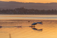 Fauna Westlicher Bodensee