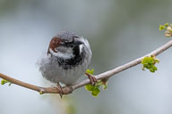 Fauna Westlicher Bodensee