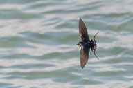 Fauna Westlicher Bodensee