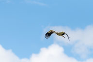 Fauna Westlicher Bodensee