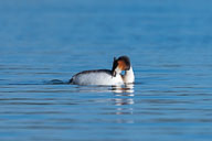 Fauna Westlicher Bodensee