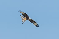 2021-06-10_11-22-56_HMR8876.jpg