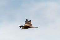 Fauna Westlicher Bodensee