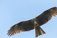 Fauna Westlicher Bodensee