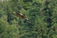 2021-06-12_15-55-48_HMR9589.jpg