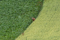 Fauna Westlicher Bodensee