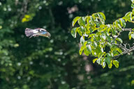 Fauna Westlicher Bodensee