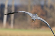 Fauna Westlicher Bodensee