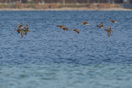 Fauna Westlicher Bodensee