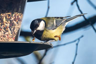 Fauna Westlicher Bodensee