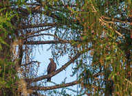 Fauna Westlicher Bodensee