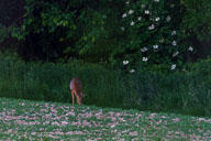 Fauna Westlicher Bodensee