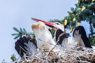 Fauna Westlicher Bodensee