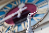 Fauna Westlicher Bodensee