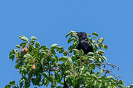 Fauna Westlicher Bodensee