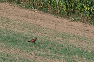 2022-08-16_09-16-34_D062900.jpg