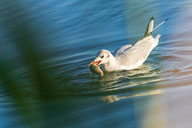 Fauna Westlicher Bodensee