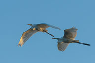 Fauna Westlicher Bodensee