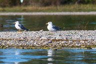 Fauna Westlicher Bodensee