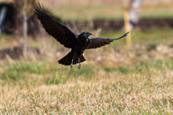 Fauna Westlicher Bodensee
