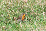 Fauna Westlicher Bodensee