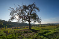 Alter Birnbaum bei Weiler 2014-10-26_16-43-13_DSC1086-141026-121.jpg