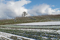 Weinberg in Weiler (endlich wieder!) 2019-01-18_12-38-03_HMR9239.jpg