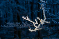 Eiskristalle 2020-01-23_17-46-58_HMR9703.jpg