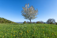 Landschaft Westlicher Bodensee