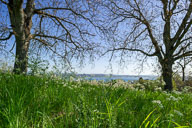 Frühling auf der "Vorderen Höri" 2020-04-14_09-50-08_DSC5226-200414-2974.jpg
