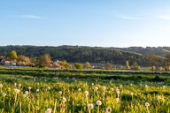 Blumenwiese vor den Schiener Bergen 2020-04-15_18-45-28_HMR1714-200415-2976.jpg