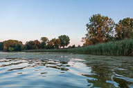 Flachwasserbereich mit Blässhühnern 2020-08-07_20-27-55_HMR3660.jpg