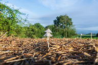Pilze 2020-08-19_07-49-15_HMR4140.jpg
