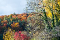 Herbstfarben 2020-10-24_16-06-24_HMR5455.jpg