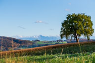 Herbststimmung mit Säntis 2020-10-24_16-41-59_HMR5483.jpg