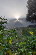 Novembernebel und Sonnenschein 2020-11-15_14-53-51_D060032.jpg