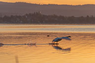 Höckerschwan vor der Reichenau 2021-04-24_05-31-15_D062116.jpg