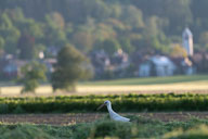 Weißstorch vor Bankholzen 2021-05-30_19-25-30_HMR8620.jpg