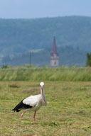 Weißstorch 2021-06-12_14-02-57_HMR9325.jpg