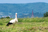 Weißstorch 2021-06-12_14-03-53_HMR9327.jpg
