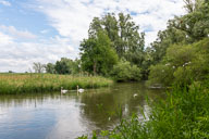 Höckerschwan 2021-06-23_09-27-42_HMR9672.jpg